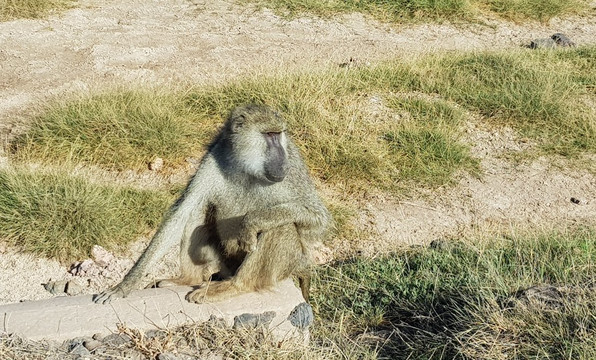 Costo Tours & Adventure Activities - Day Tours-蒙巴萨必去景点