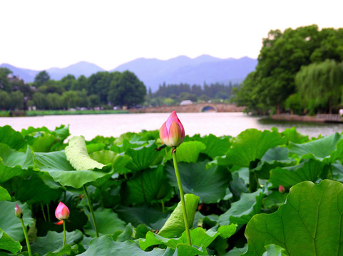 游遍杭州-杭州市必去景点