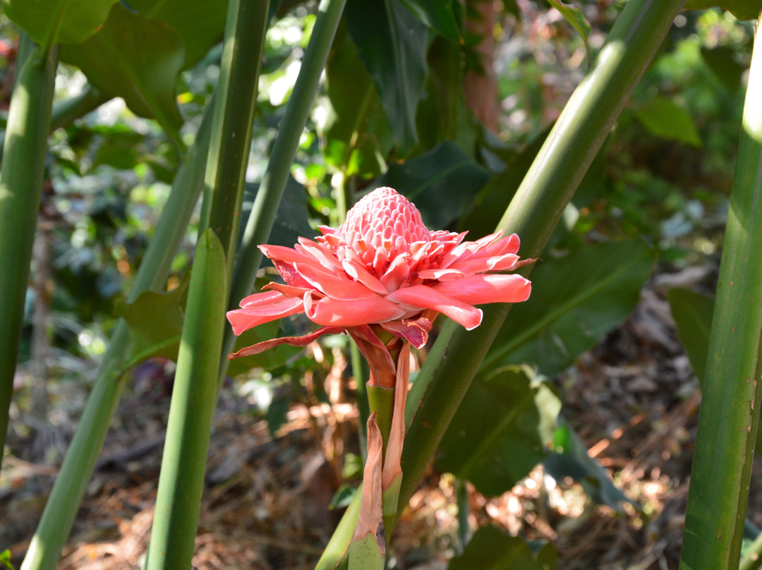 Gingerhill Nest主图