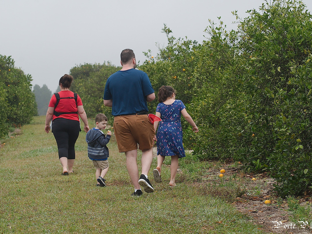 Hancock Groves-Dade City必去景点