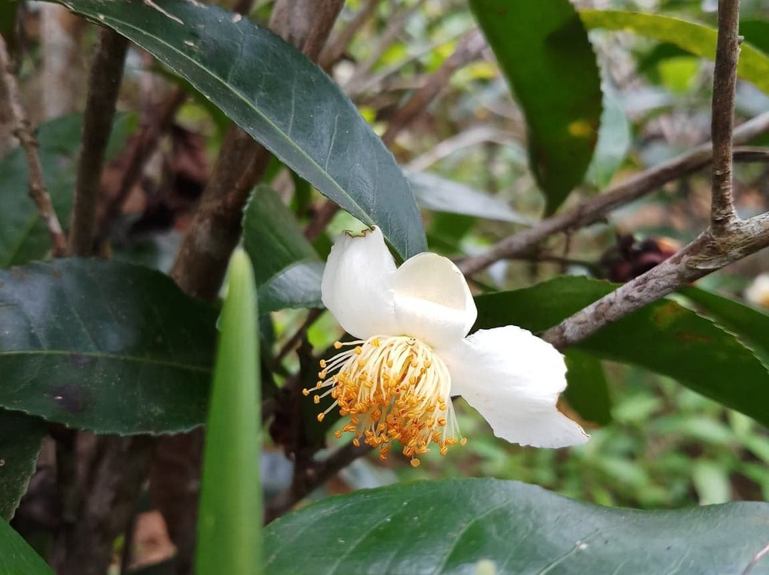 Athulya Villas主图