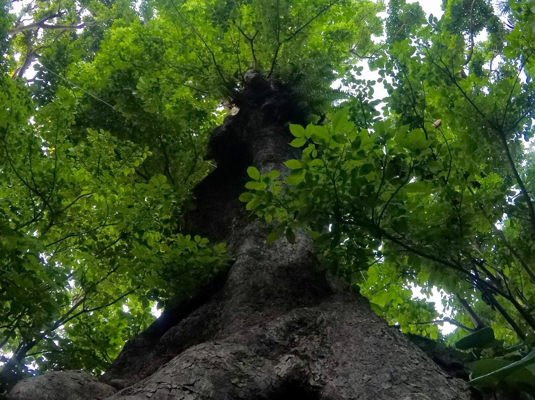 Shurikinjocho Oakagi Tree景点图片