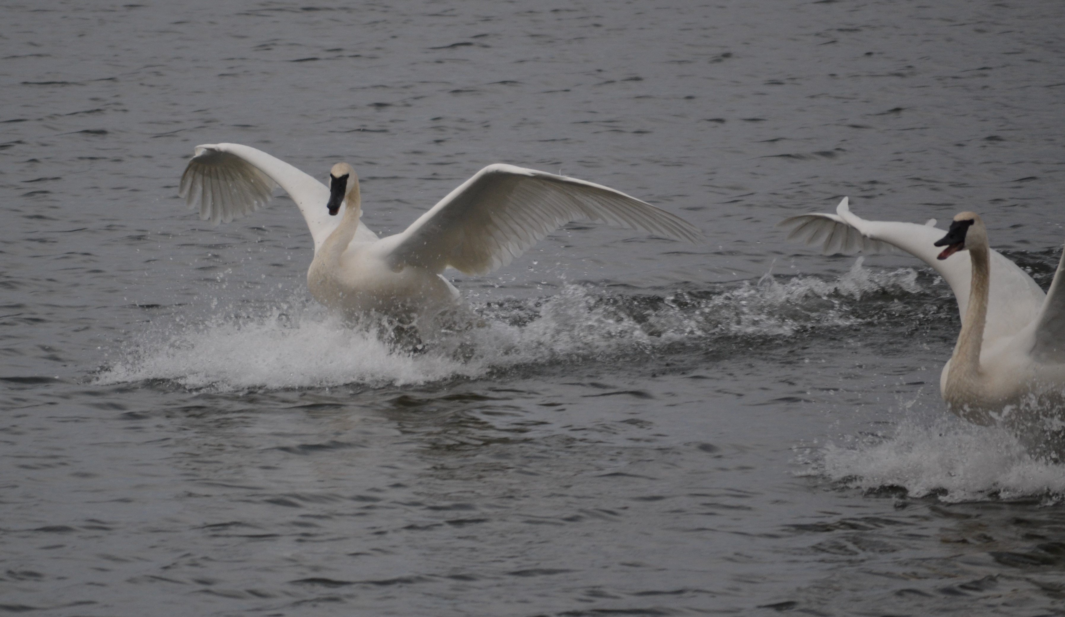 The Abbé House Inn-家庭/游戏区