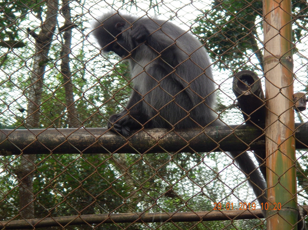 Endangered Primate Rescue Centre景点图片
