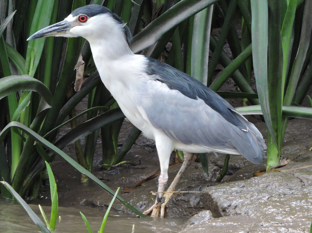 Palo Verde National Park景点图片