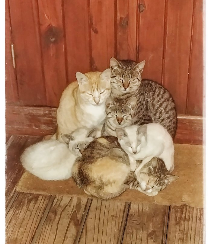 La Miellerie de Marla主图