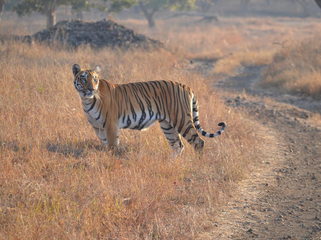 Bor Wild Life Sanctuary景点图片