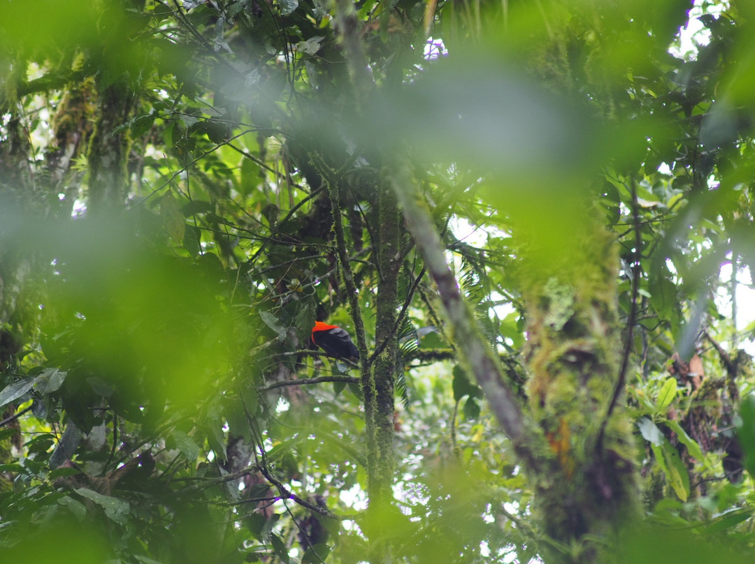 Parque Nacional Natural Cueva de los Guacharos景点图片