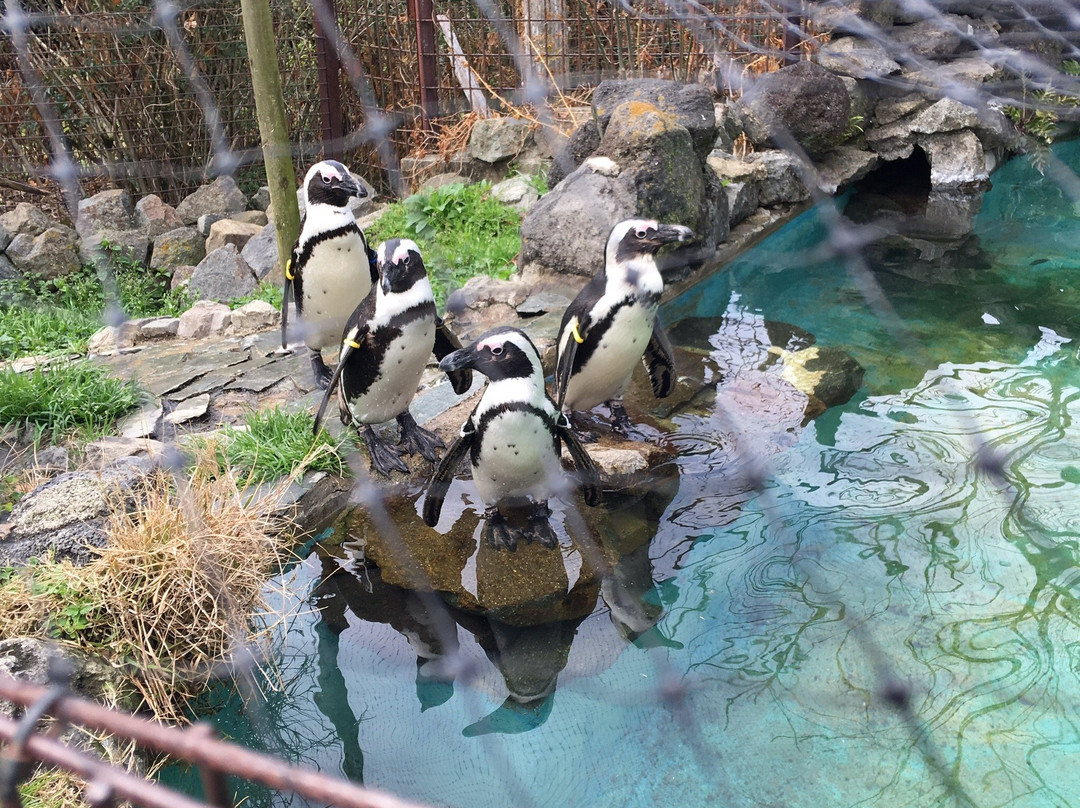 Miyazaki City Phoenix Zoo-宫崎市必去景点