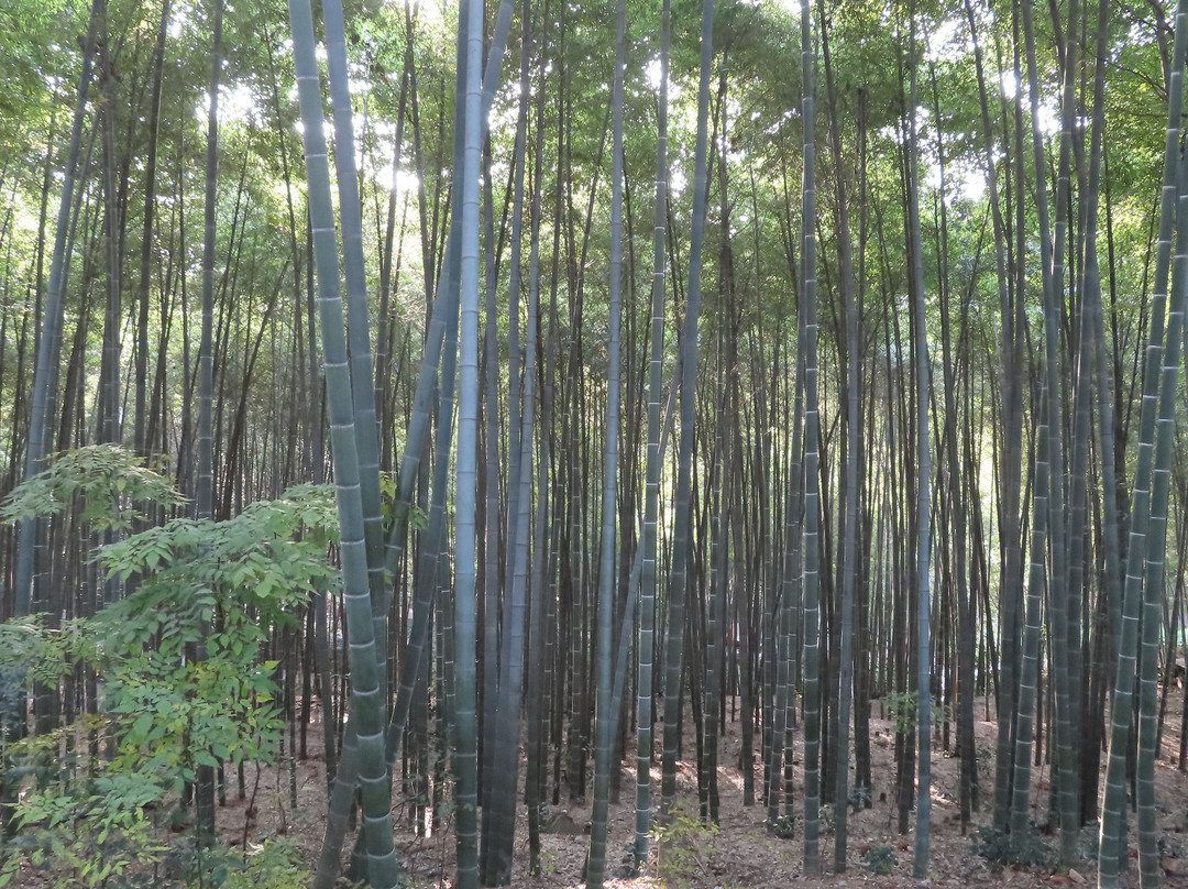 金鄂山公园-岳阳市必去景点