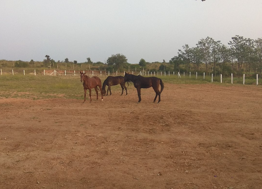 Stallion's Valley景点图片