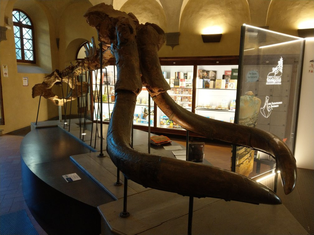Museo Paleontologico di Montevarchi景点图片