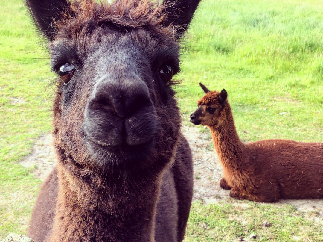 Llandaff Country Retreat B & B主图