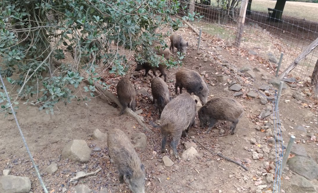 Wildpark Rolandseck景点图片