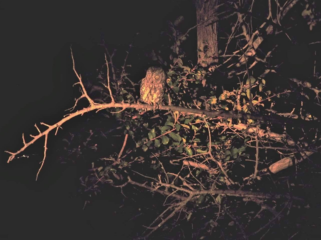 Kruger National Park Night Drive-玛洛斯帕克必去景点