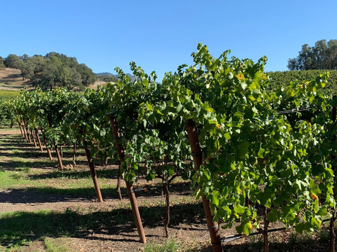 Garden Creek Ranch Vineyards Winery-Geyserville必去景点