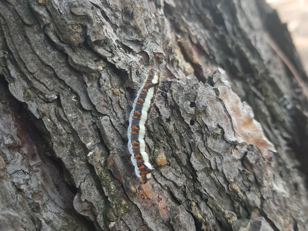 Izmir Wild Life Park景点图片