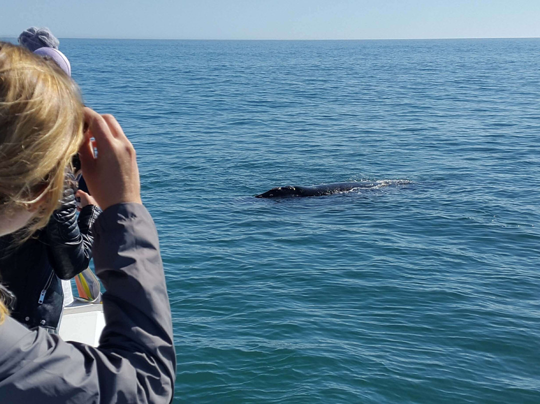 Whale Watching Hermanus-赫曼努斯必去景点