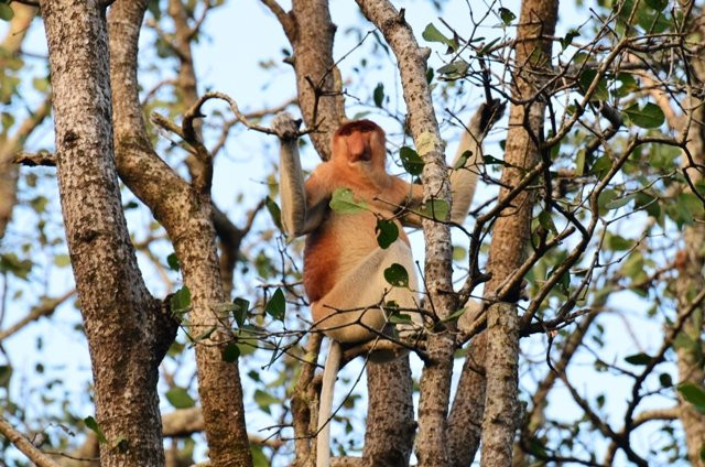 Kalimantan Tour Guide-巴厘巴板必去景点