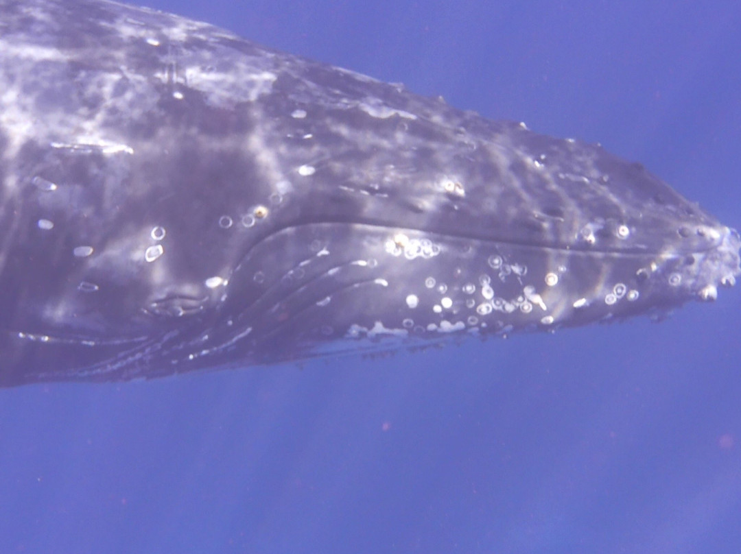 Blue Water Explorer-努库阿洛法必去景点