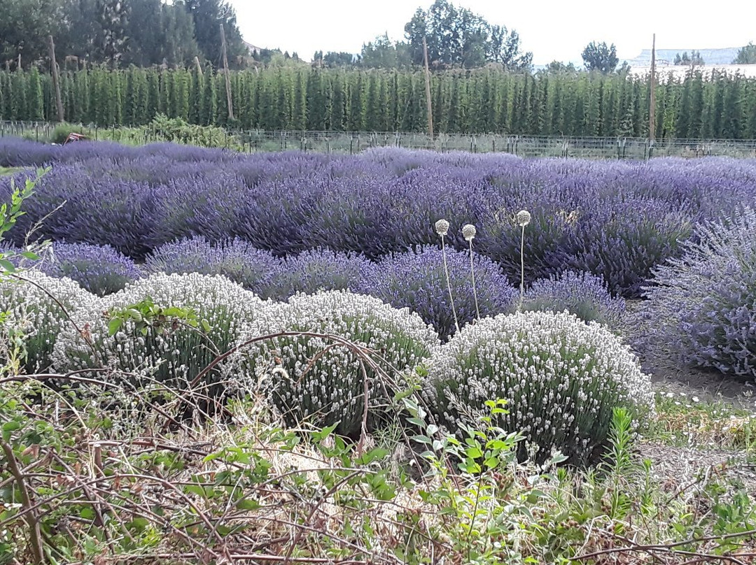 Sprigs & Sprouts Lavender Farm-Palisade必去景点