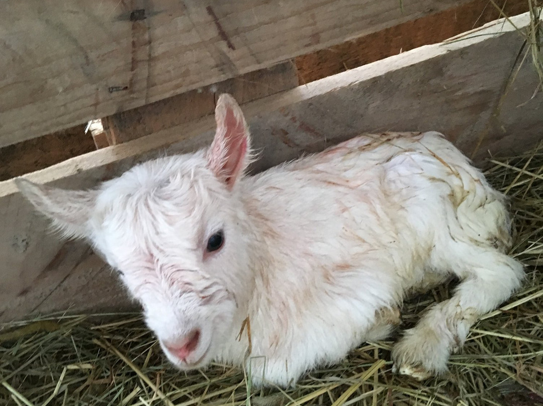 Petting Zoo Daladýrd-阿克雷里必去景点