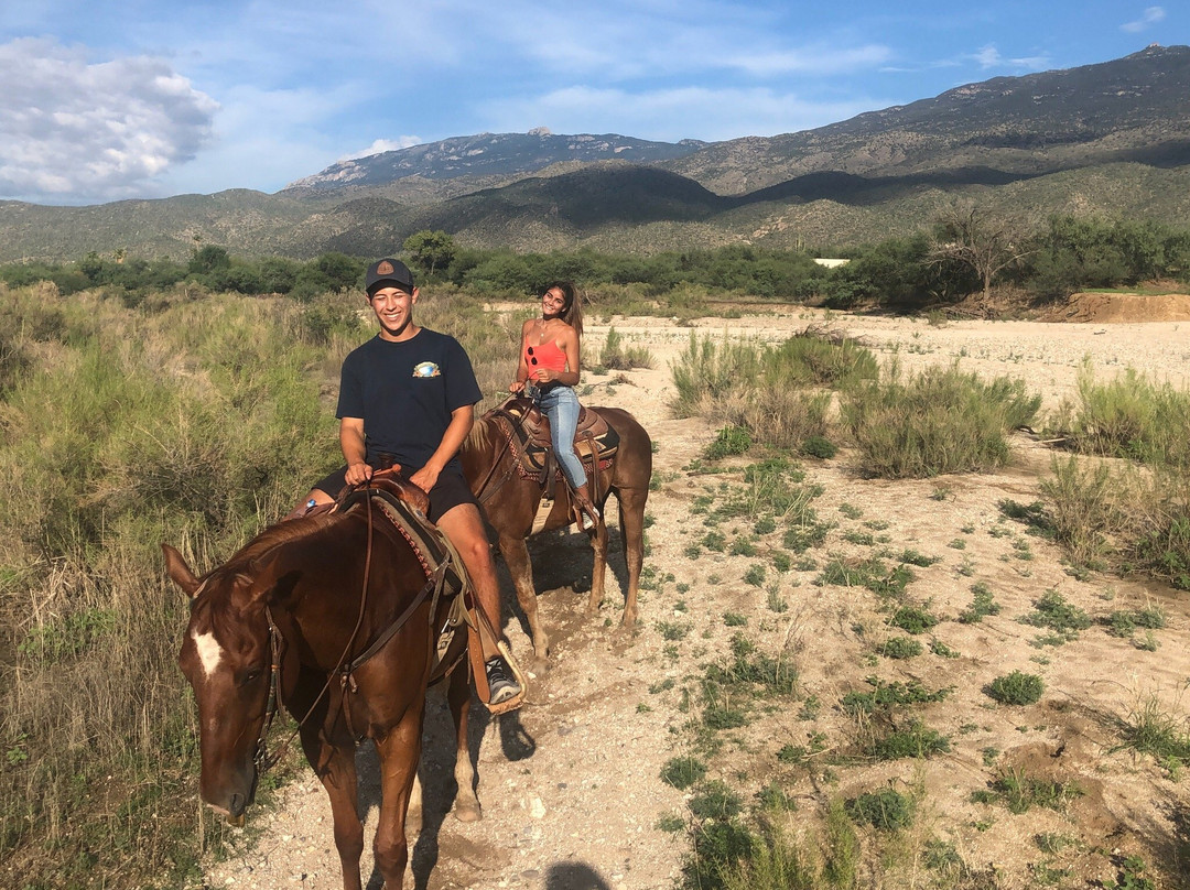 Houston's Horseback Riding景点图片