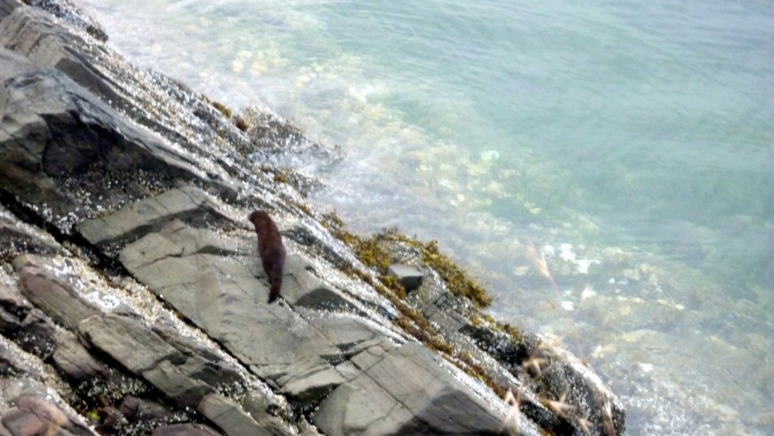 温哥华岛城堡海湾酒店-泳池