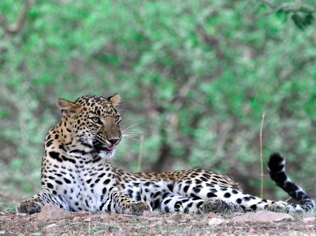 Wild Trail Safari-斋蒲尔必去景点