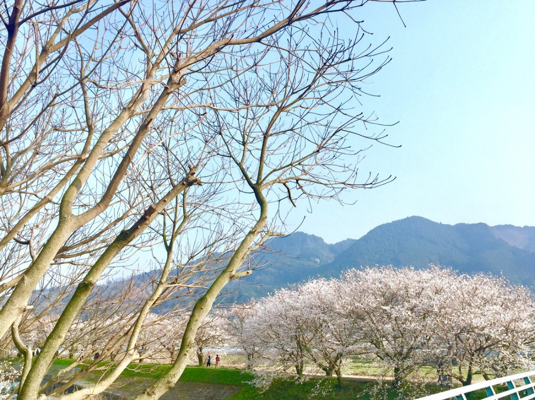 Sakura Trees along Nagare River-浮羽市必去景点