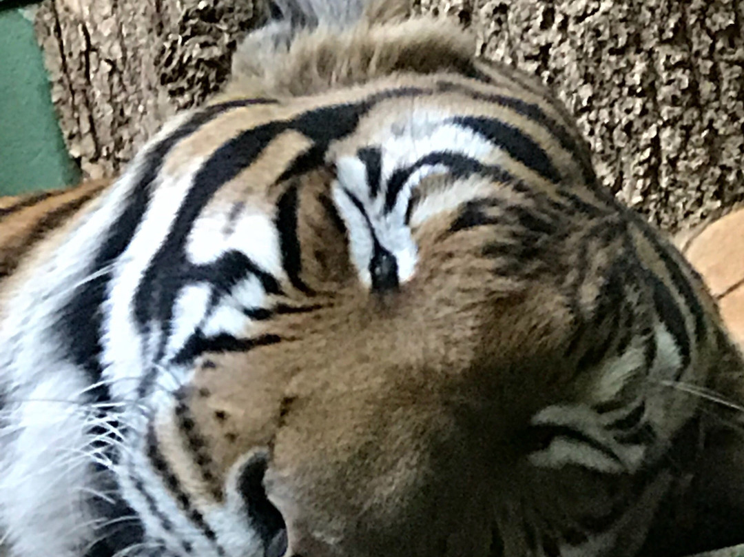Kontaktní Zoopark-布拉格必去景点