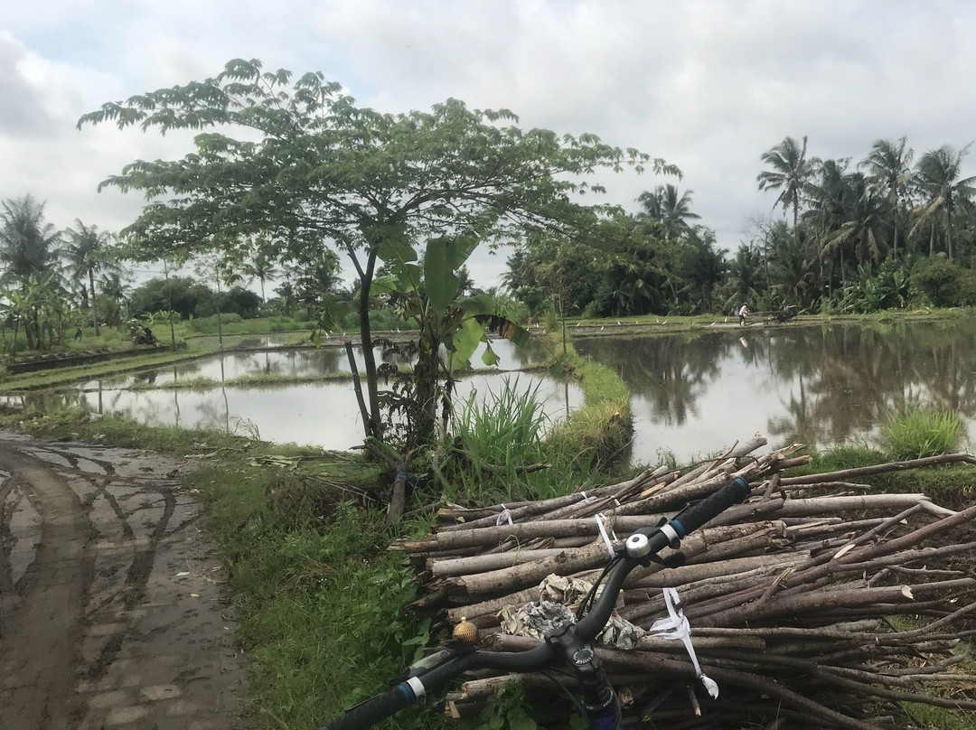 Omah Lembu Cycling Tour景点图片