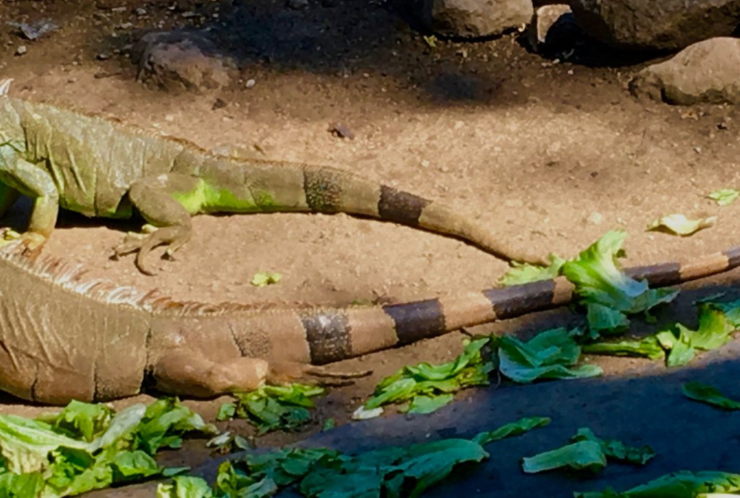 Iguanario Archundia景点图片