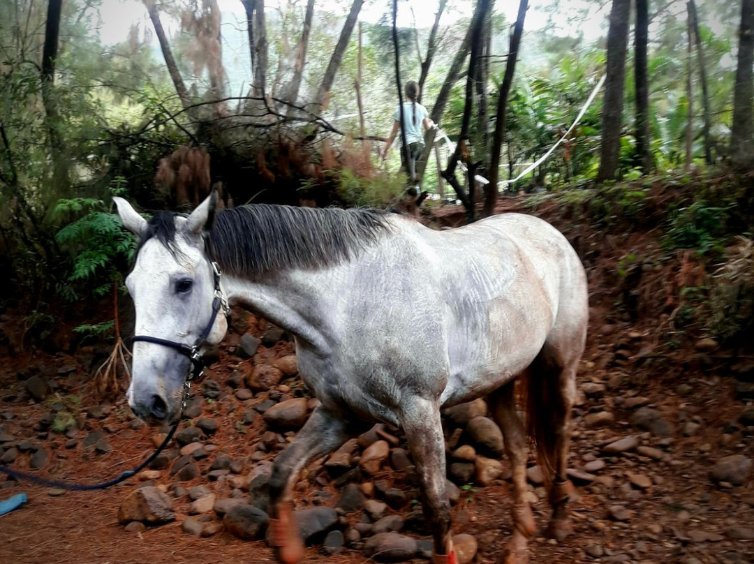 Yala Ranch-Dumbea必去景点