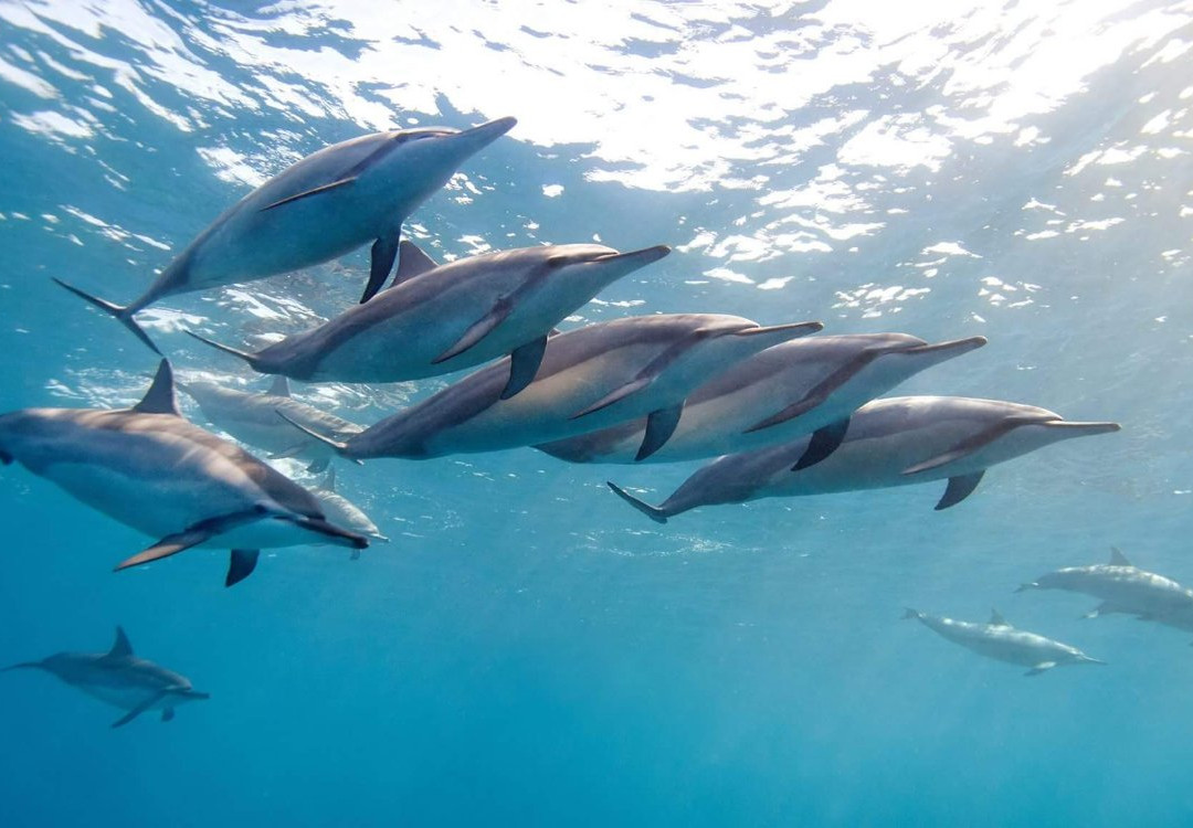 La Pirogue - Swim with the Dolphins景点图片