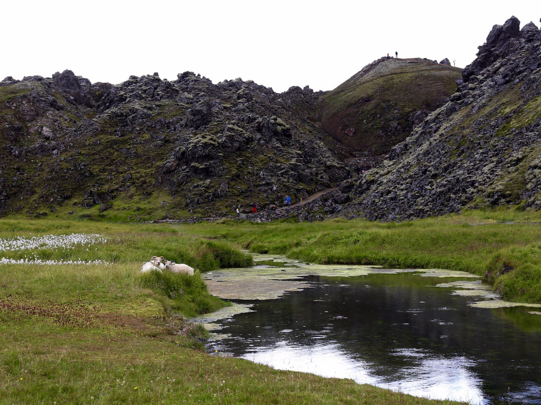 MudShark Tours-海拉必去景点