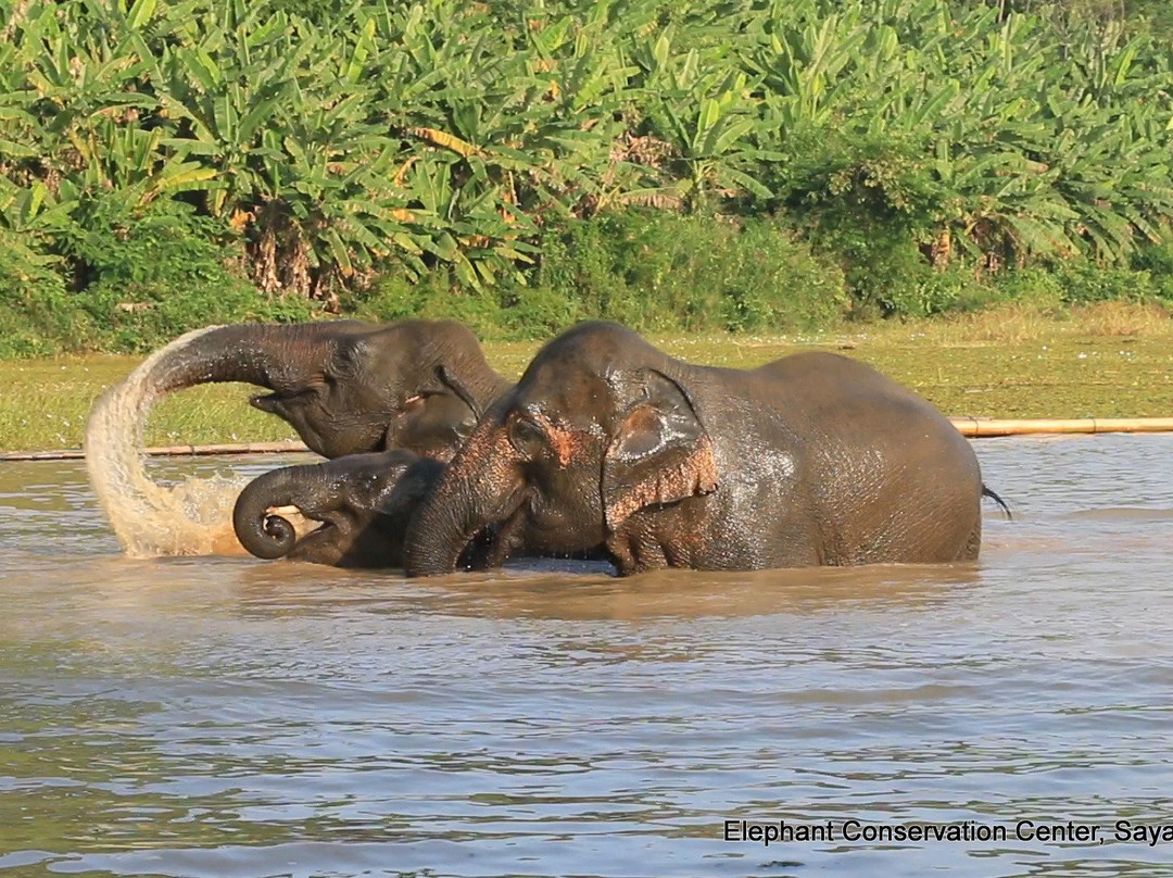 Elephant Conservation Center景点图片