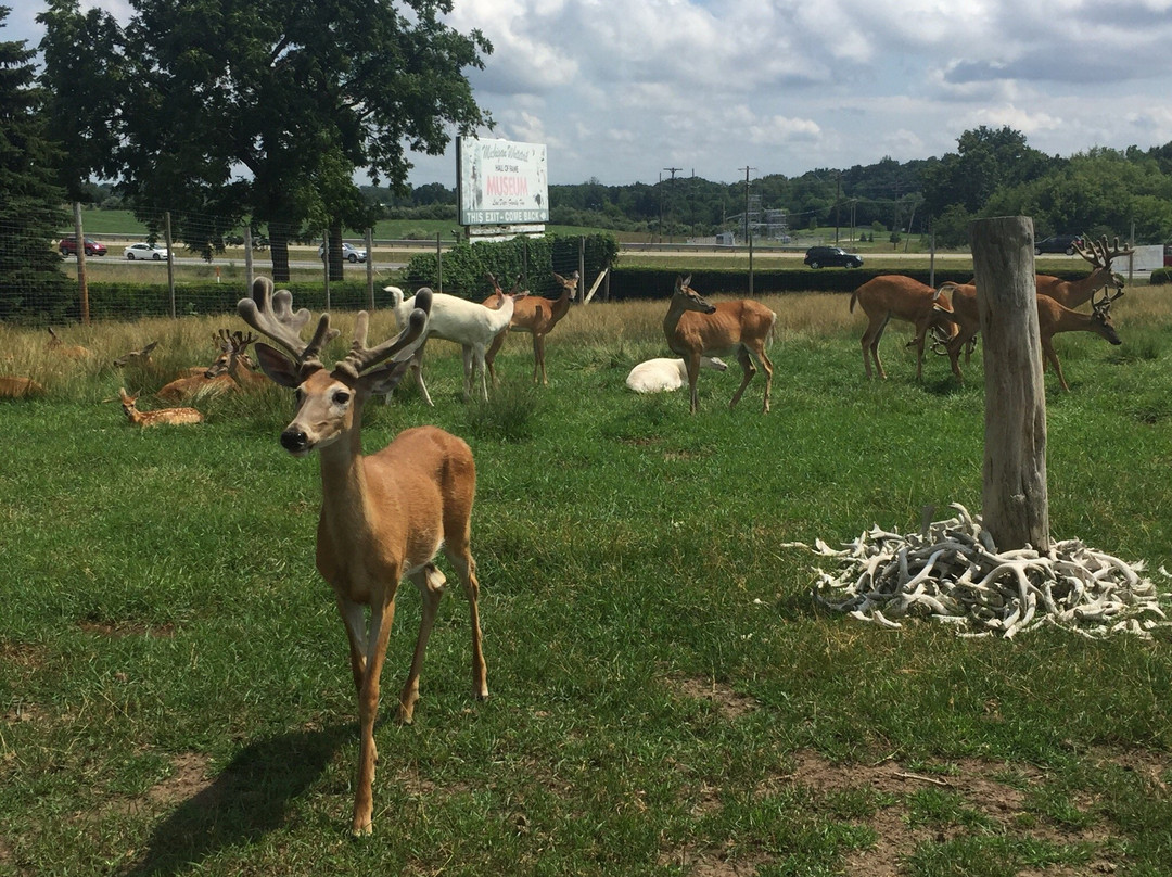 Michigan Whitetail Hall of Fame Museum景点图片
