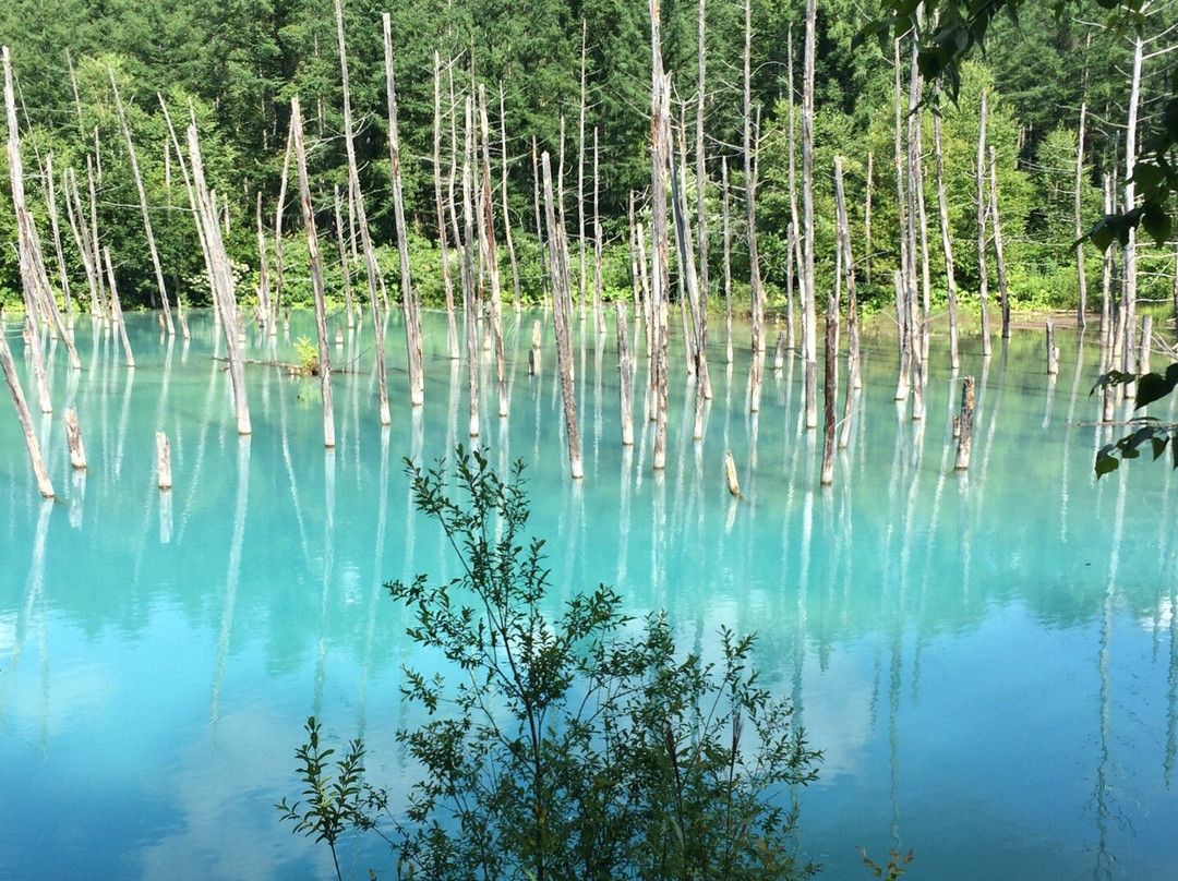 蓝池-美瑛町必去景点