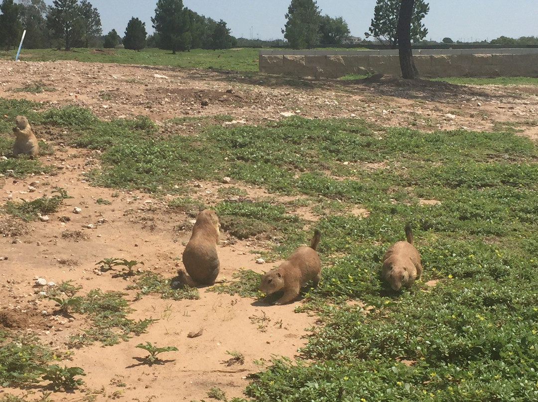 Mackenzie Park-拉伯克县必去景点