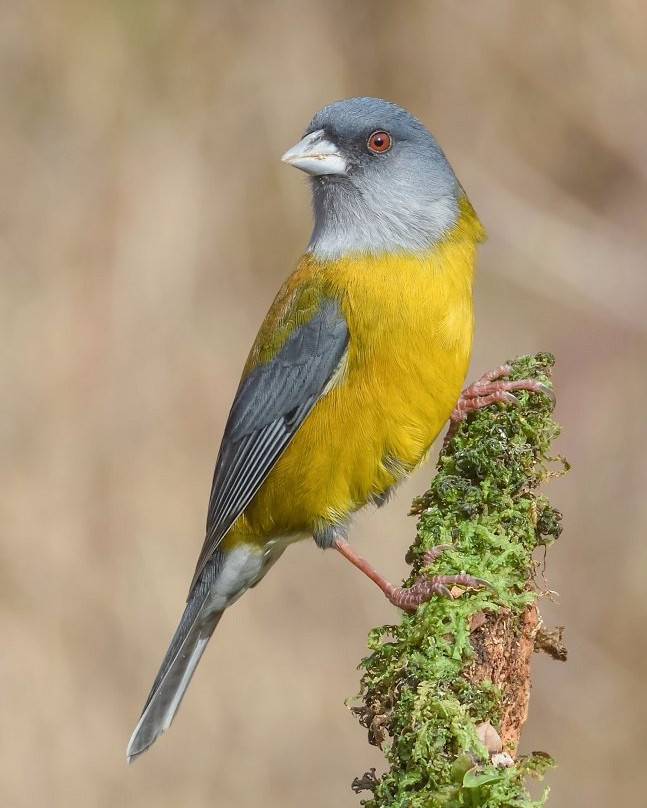 Pucon Birding-普孔必去景点