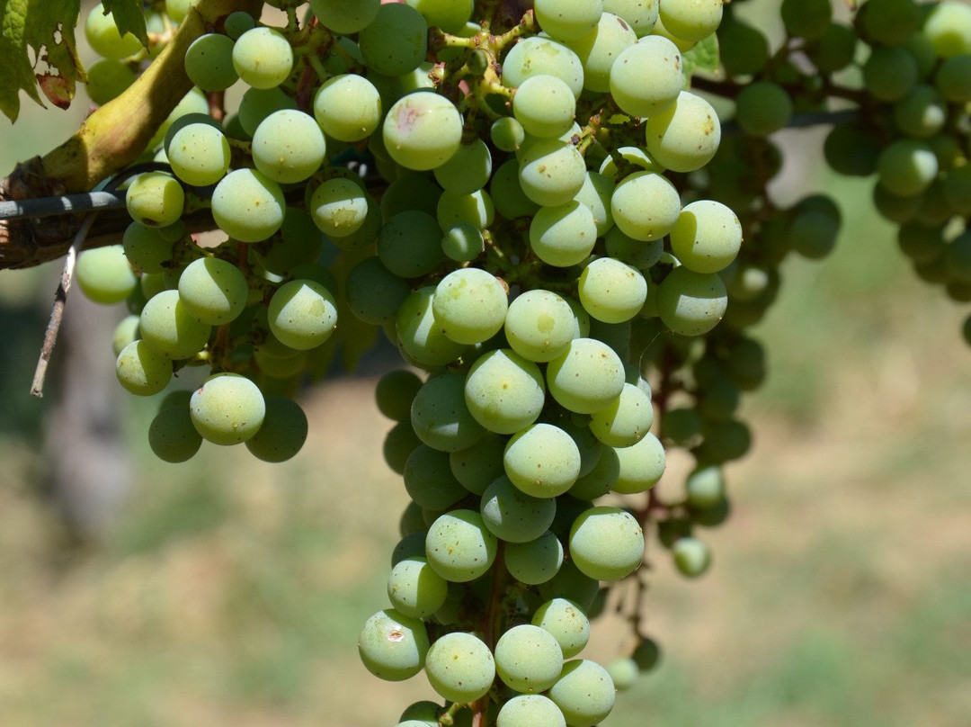 Azienda Agricola Botti di Bovina Fabio景点图片