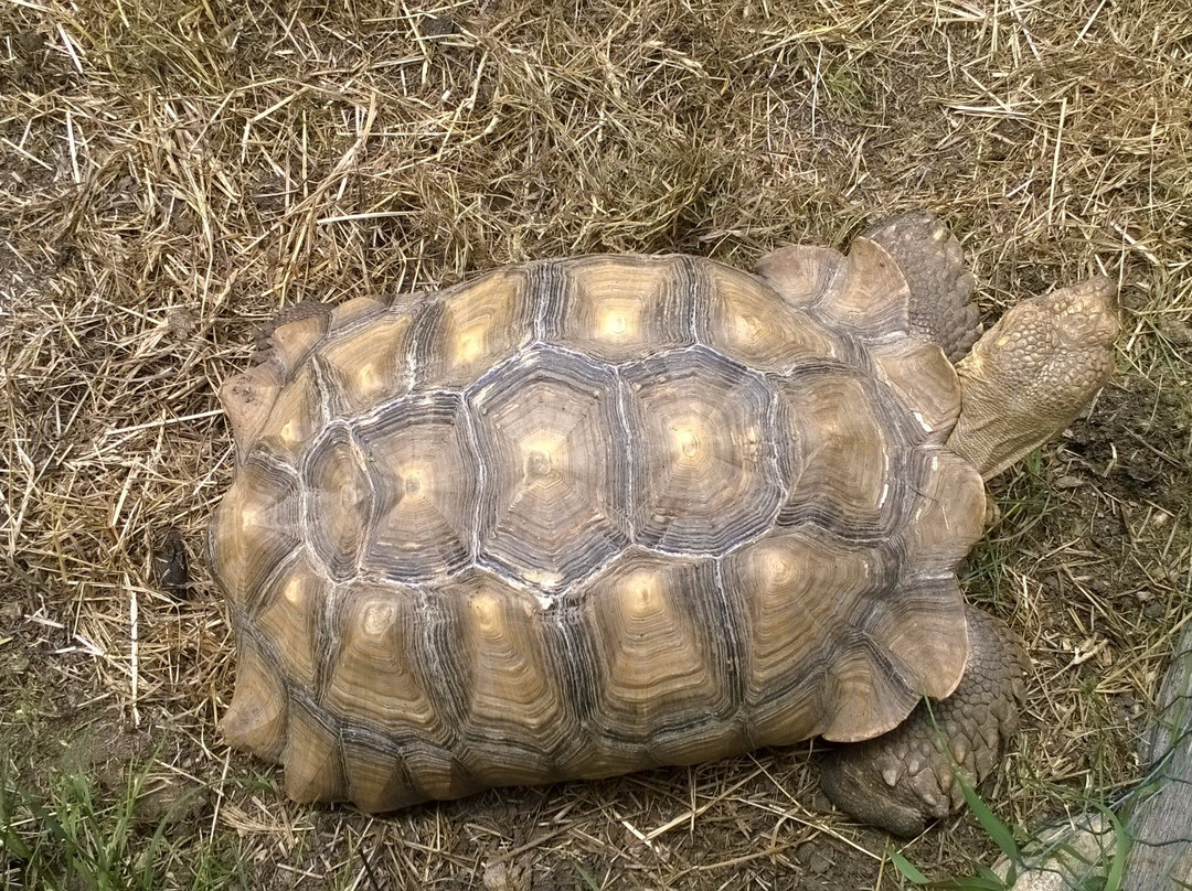 Abrams Animal Farm-新肖勒姆必去景点