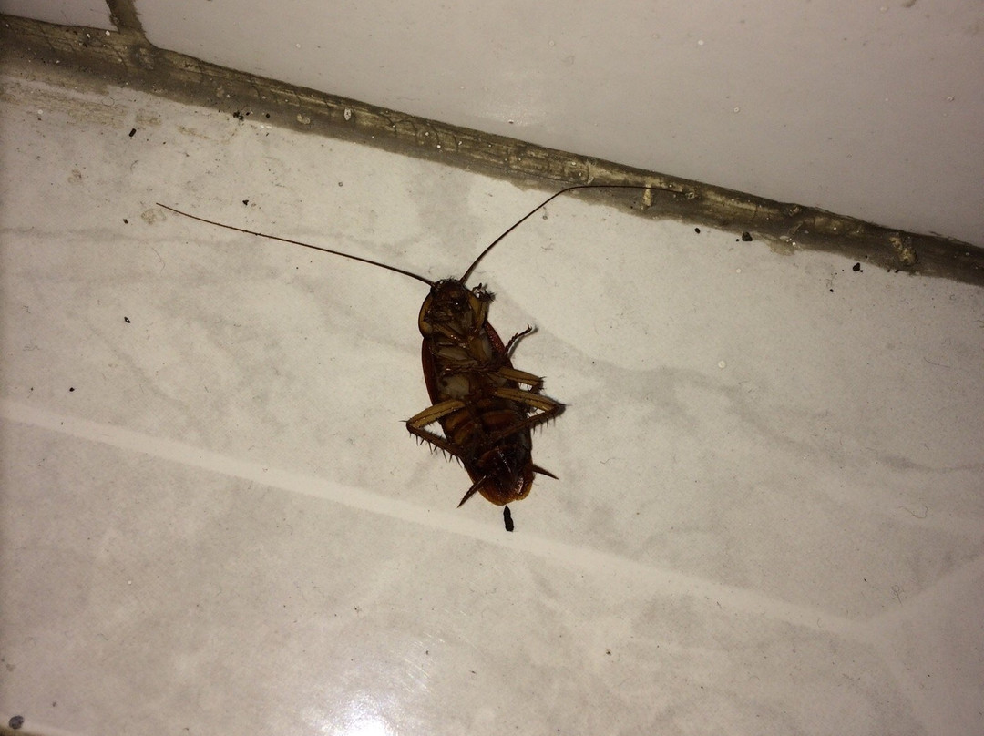 Hotel Villa Petrusa主图