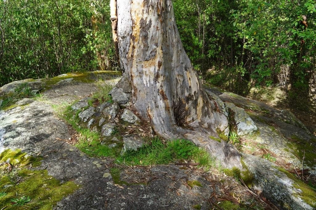 Porongurup旅游景点-Tree In The Rock