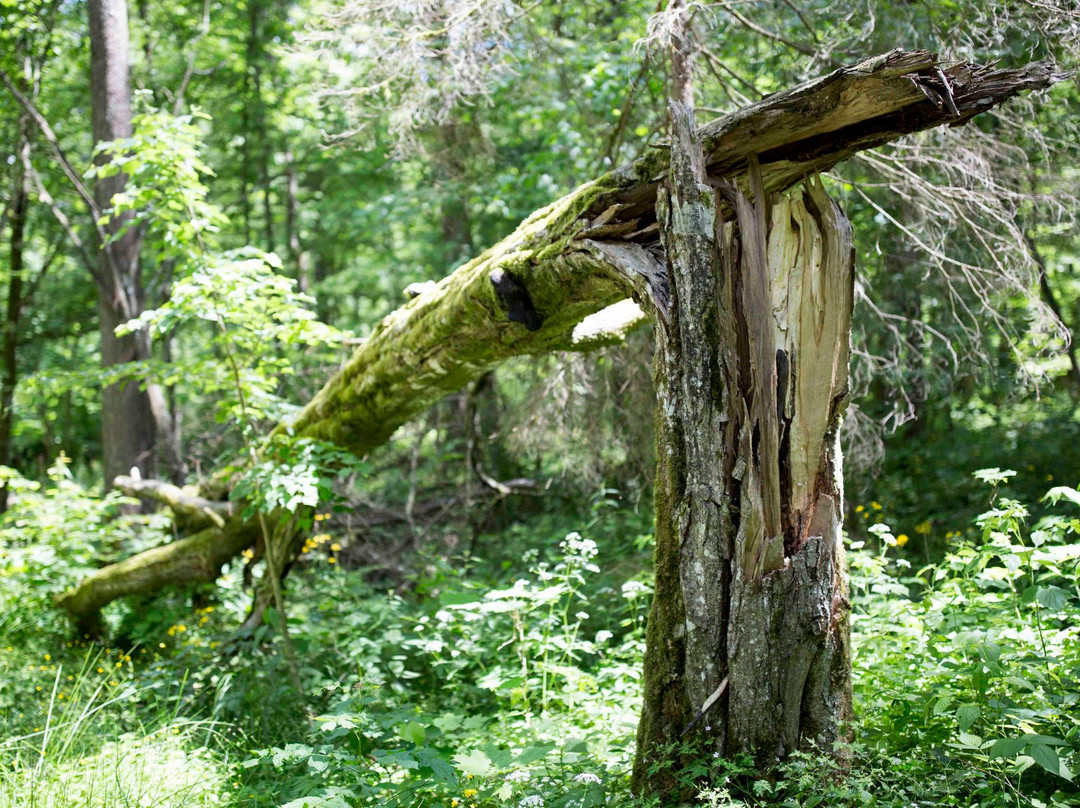 Bialowieza旅游攻略图片