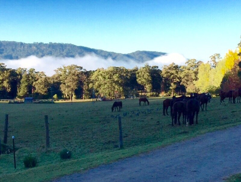 Man from Kangaroo Valley Trail Ride-袋鼠谷必去景点