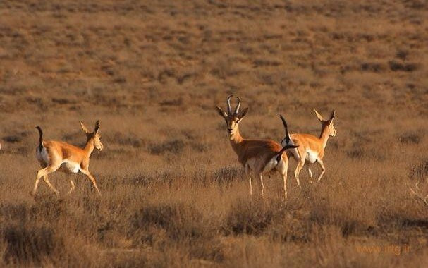 Bamou National Park景点图片