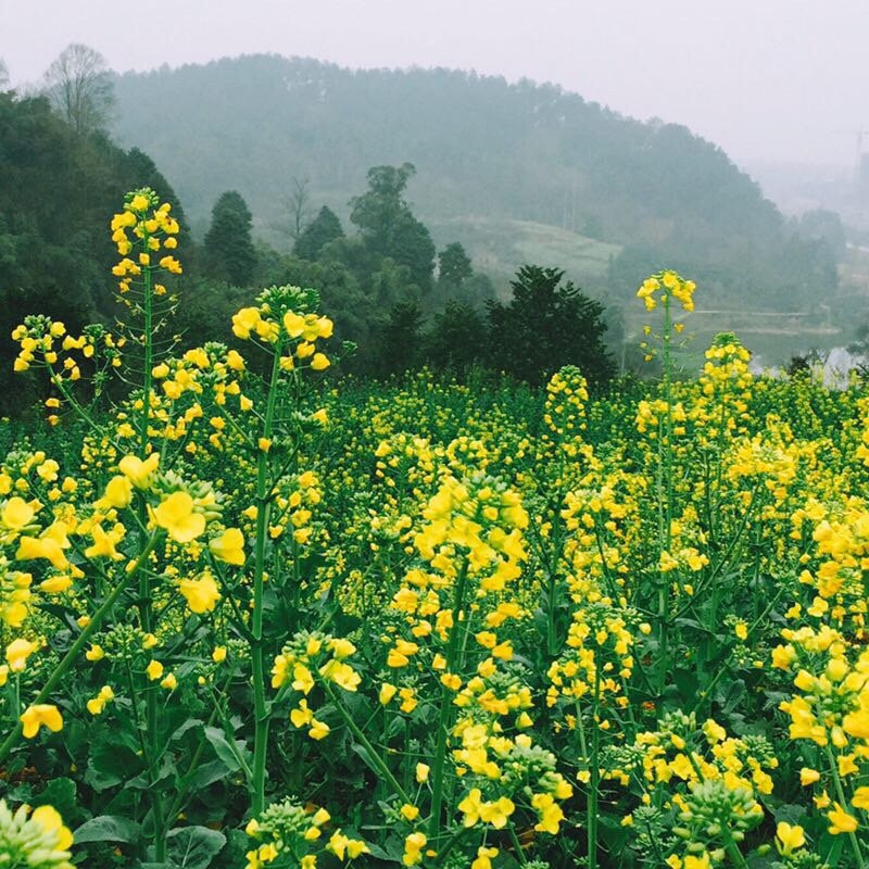 蒲江嘉年CEO度假酒店大溪谷店主图