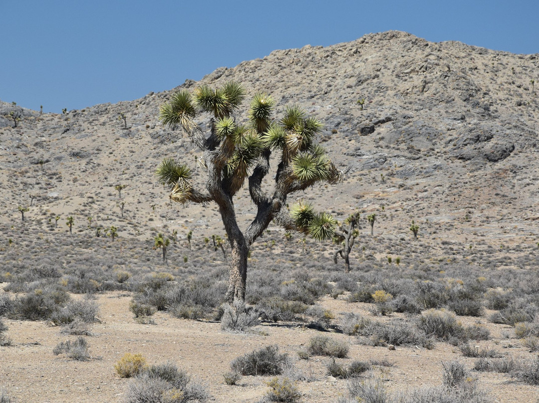 Lee Flat Joshua Trees-死亡谷国家公园必去景点
